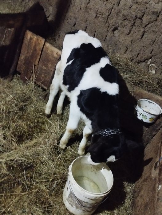 Vând doi tauri are 2 luni pretu pe bucata