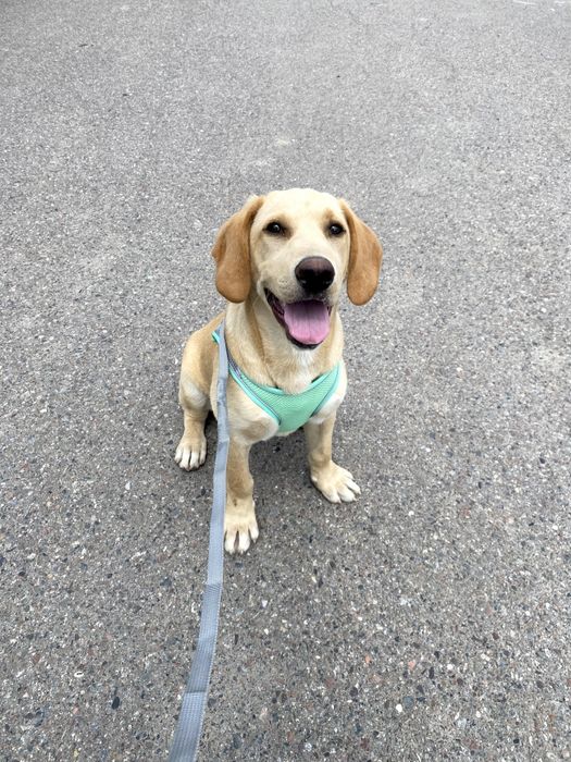Labrador Retriever
