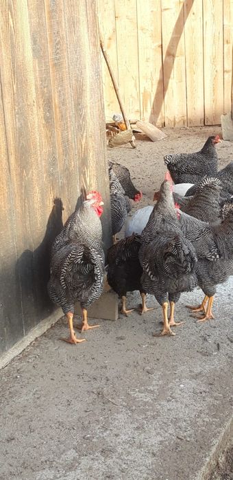 Vând oua de plymouth