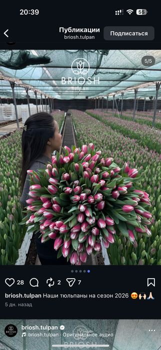 Тюльпаны к 8 марта город Павлодар Оптом Розница доставка