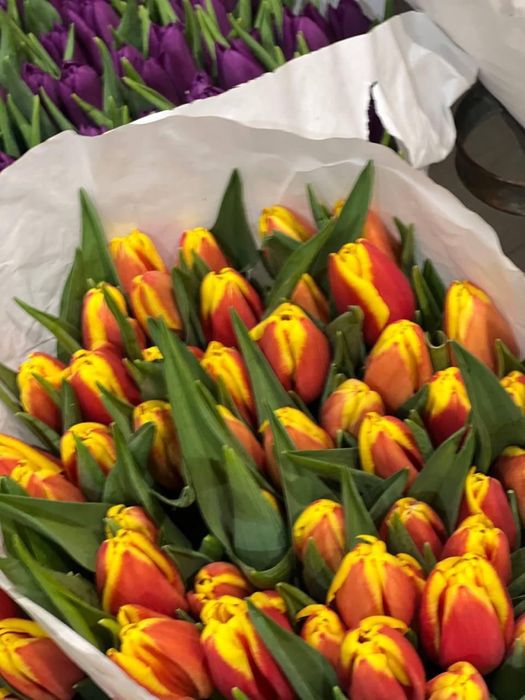 Продам тюльпаны