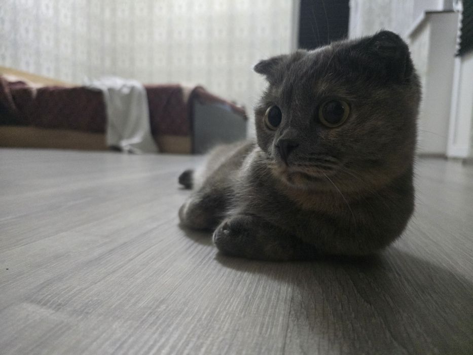 Отдам кошку в хорошие руки