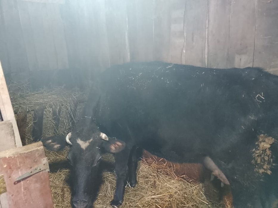 Продам карову с телёнком