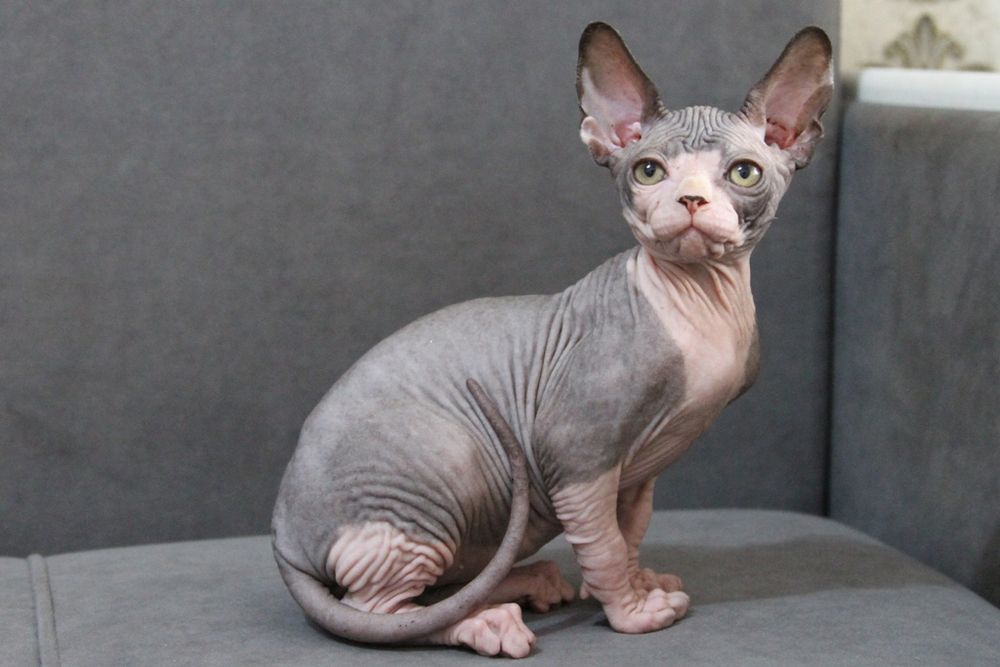 Котята, канадский сфинкс