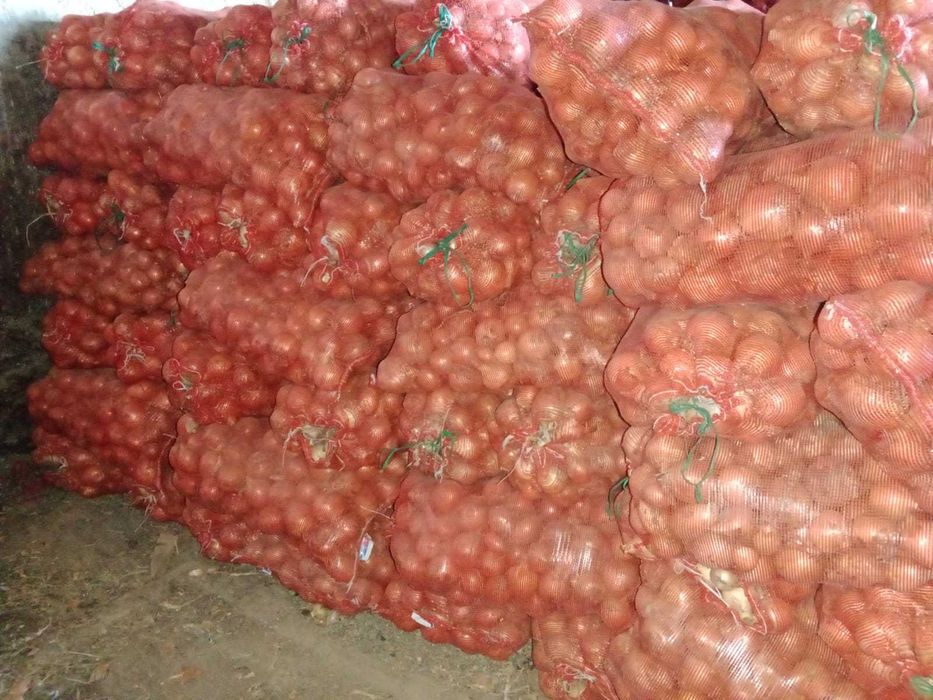 Лук крупный-калибровка 5-12 mm