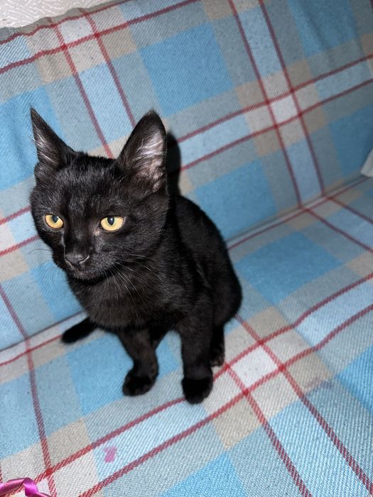 мысық, кот, мальчик,еркек