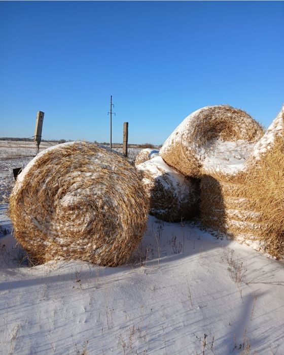 Продам солому, солома, саван