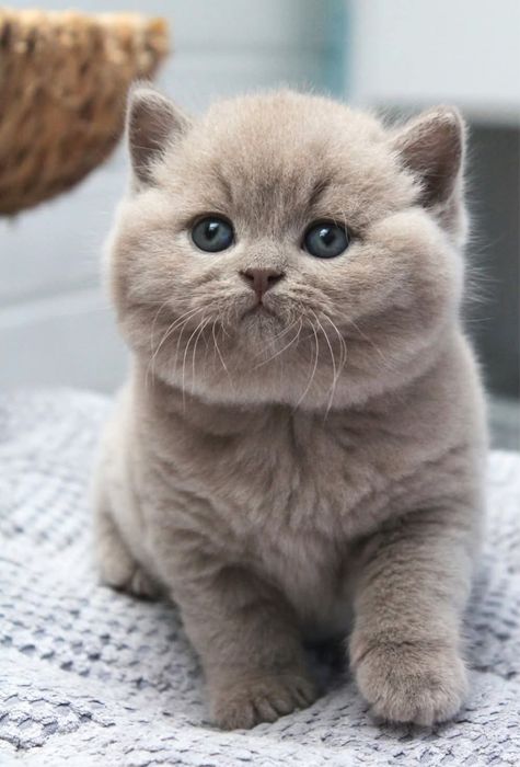British shorthair cu pedigree