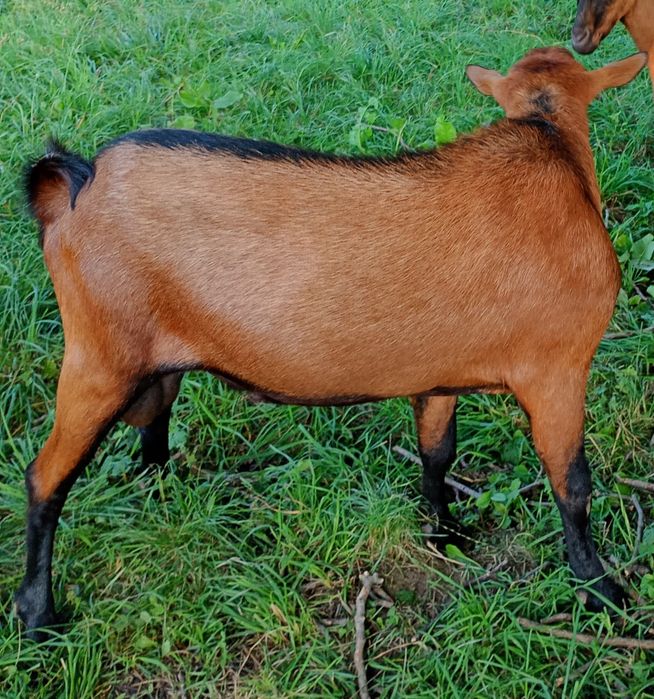 Capre Alpina Franceza, capre și țapi