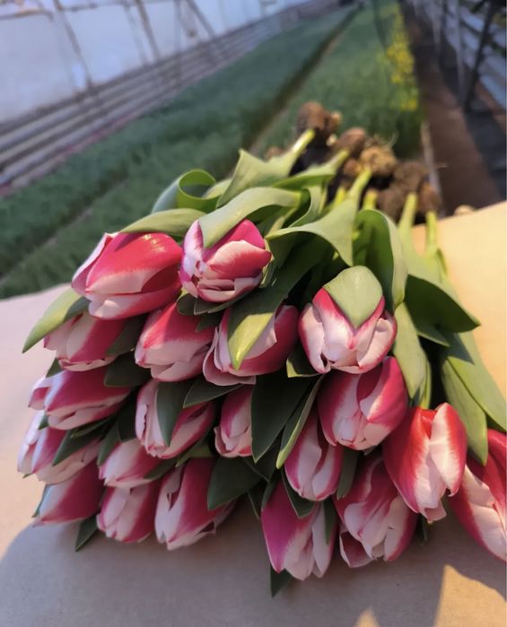 Тюльпаны Предзаказ на 8 марта