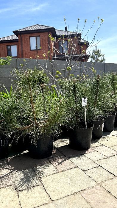 Продам Туя Смаргад