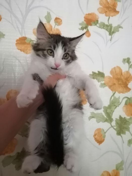 Отдаю красивых  котят