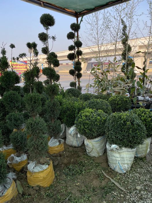 Archa  sotiladi harhil turdagi