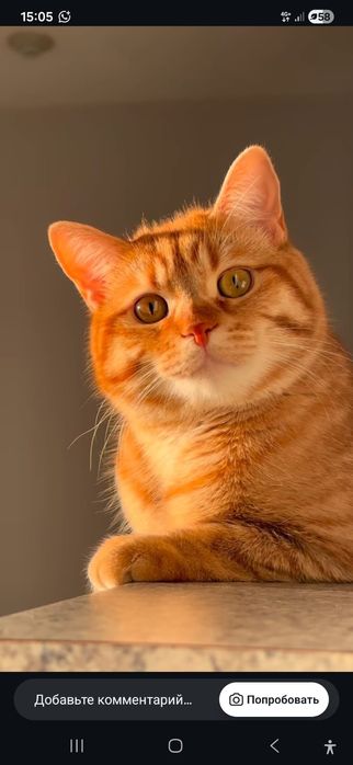 Котоняня. Уход и забота о ваших питомцах