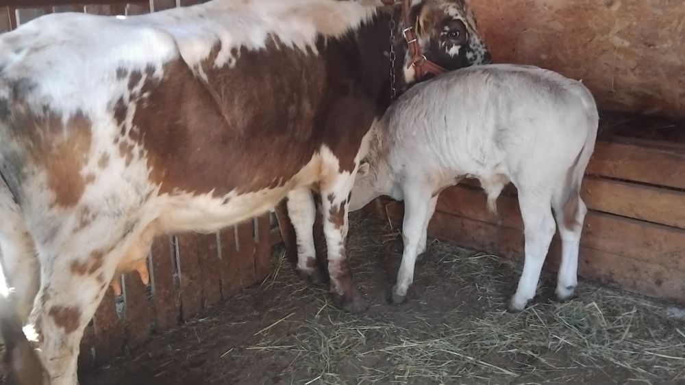 Vând vaca cu vitel tauras