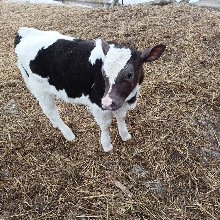 Продам телят, две телочки, договоримся