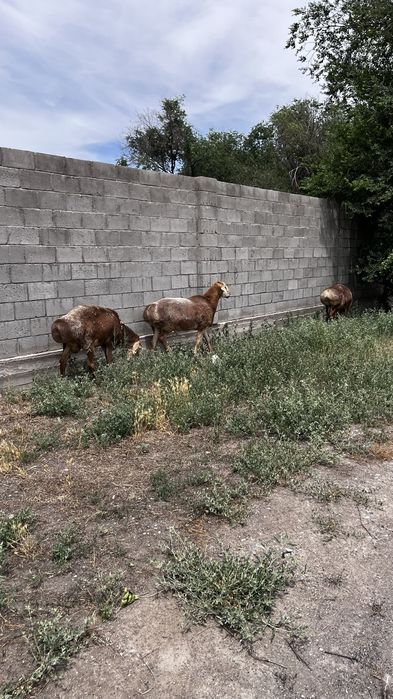 Продаются бараны Арашан