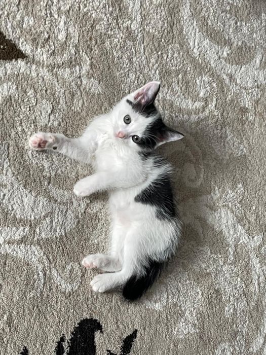 Котёнок ищет любящих хозяев