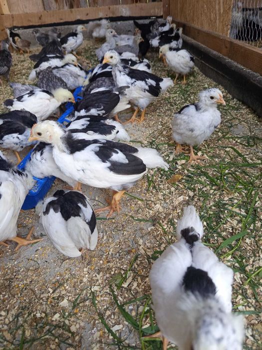 Vând 10 pui de italiana și 10 pui pinta asturiana