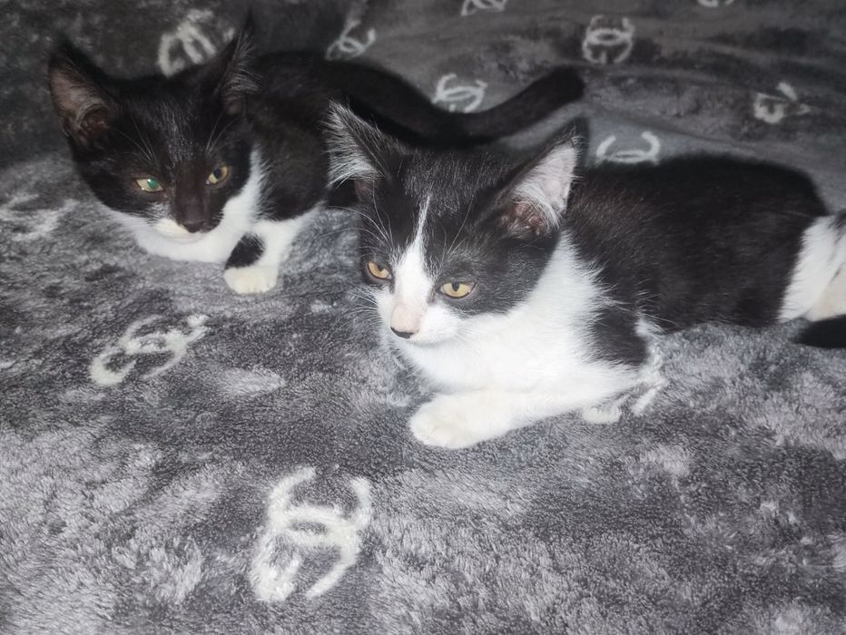 Котята 3 мальчика и 3 девочек