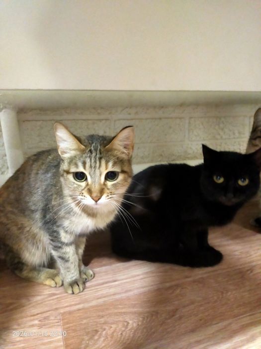 Срочно нужен дом