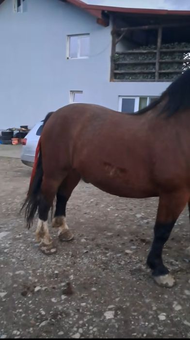 De vânzare armăsar are 3 ani