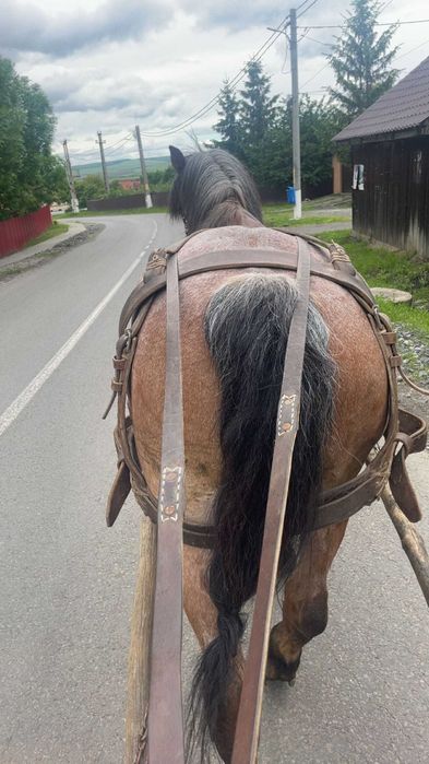 Se vinde sau schimbq cal sau schimb cu iapa