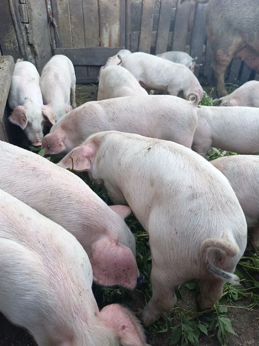 Продам поросят 1,5месяц