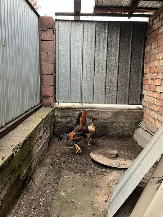 Дакан бойцовский