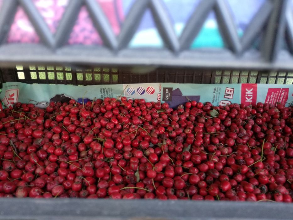 Vand paducel uscat si macesel