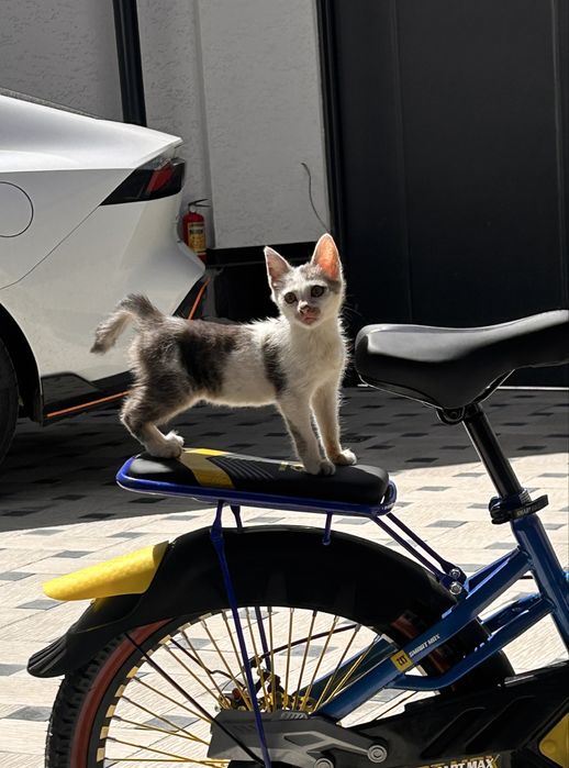 Срочно отдаем котенка в добрые руки