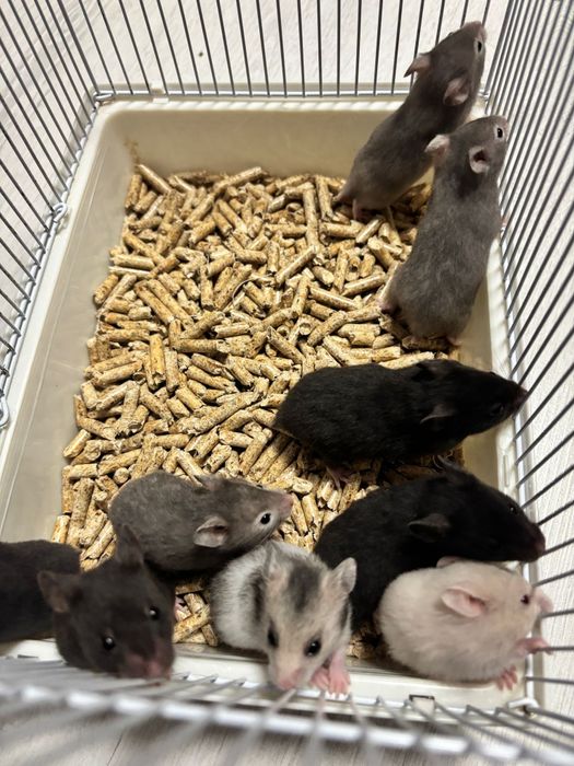 Vând urgent hamsteri sirieni.