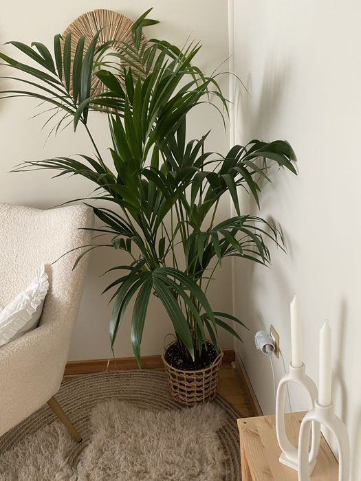 Палма Кентия /голяма/