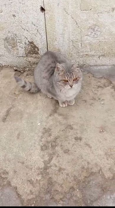 Пристраивается кошечка