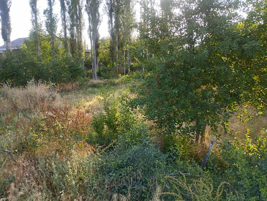 Bosh yer sotiladi 4 sotixli