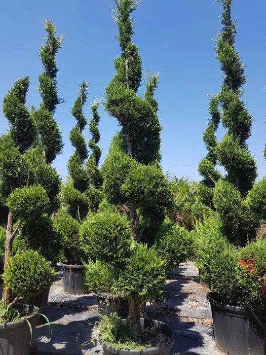 Selecție Plante Veșnic Verzi – Densitate și Vigurozitate