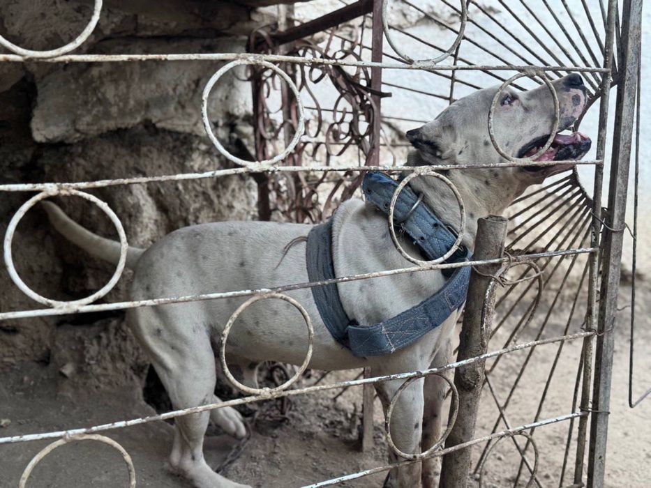Pit bul sotiladi yoshi 2 ga kirgan narxi 200$ dollar