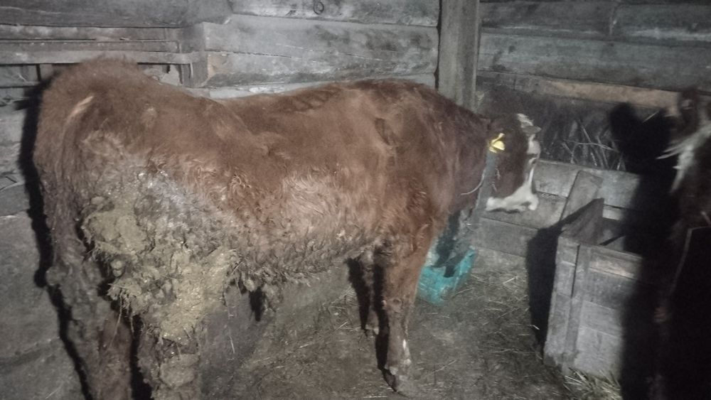 3 бычка 1 телочка