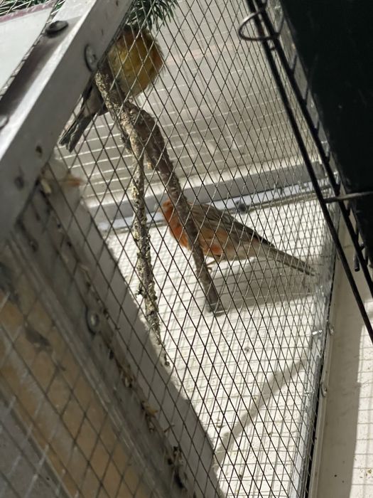 канарейка мода чорный красный мазайка