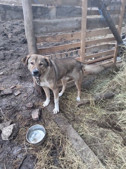 Metiș ciobanesc pentru adopție