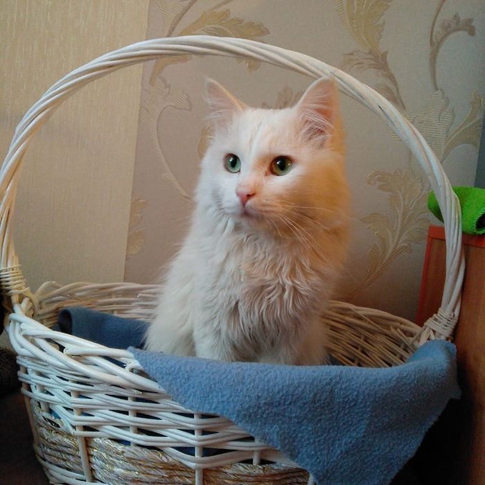 Отдам в добрые руки котиков