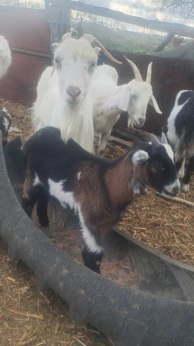 Iezi de vânzare crescuți bio