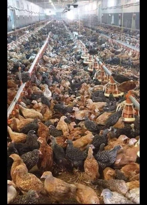Pui carne și pui rasă mixtă
