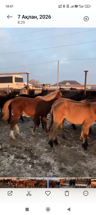 Жабағы сатылады.