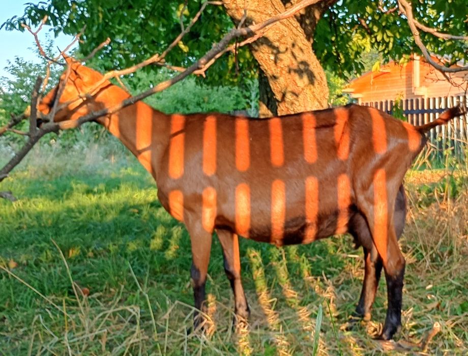 Capre Alpina Franceza, capre și țapi