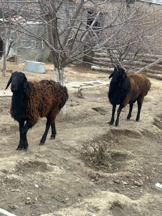 Қошқар сатылады.