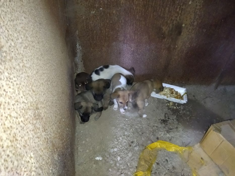 Несчастные щенки