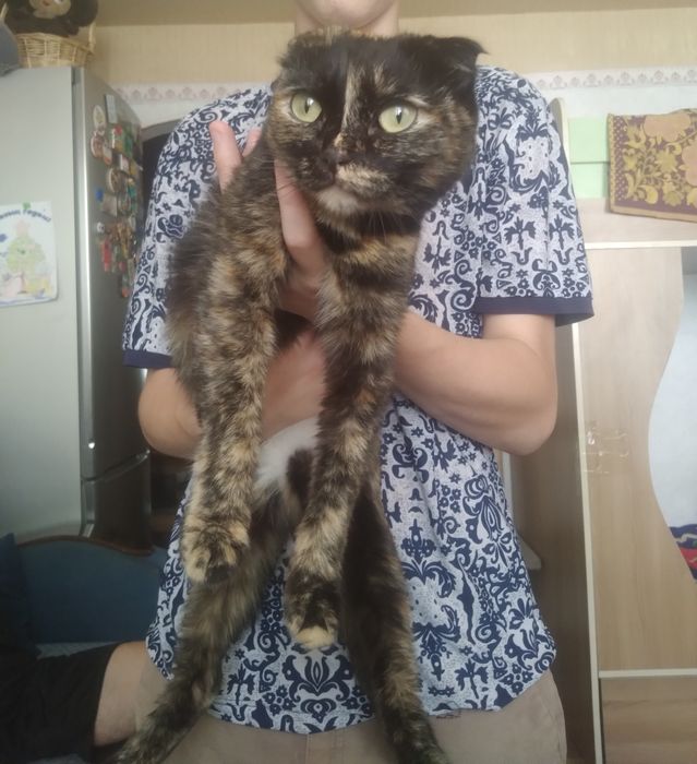 Отдаём котят бесплатно