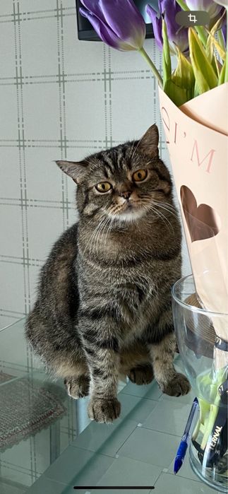 Потерялась кошка