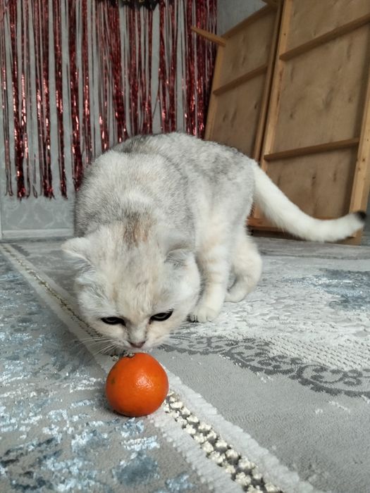 Продам кошку шотландская